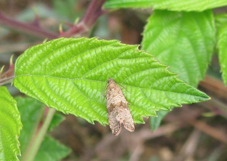 Celypha striana